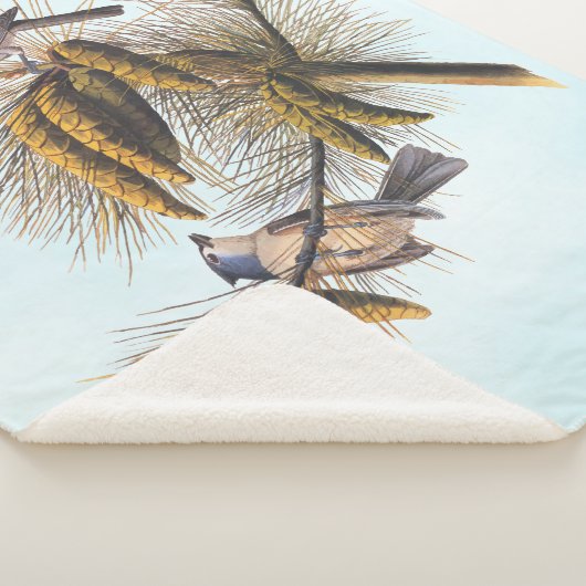 Audubon Crested Titmouse Birds in Pine Tree Sherpadecke (3/4)
