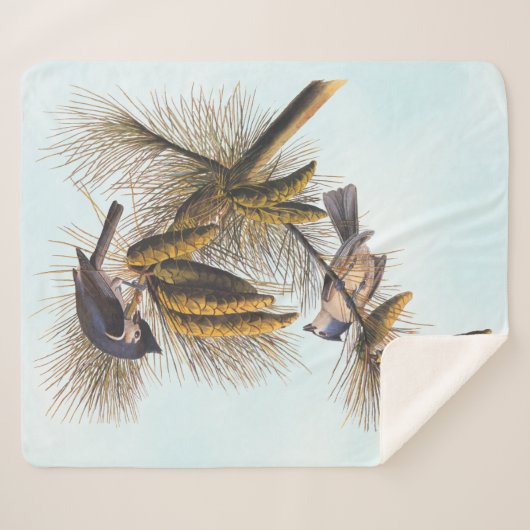 Audubon Crested Titmouse Birds in Pine Tree Sherpadecke (Vorderseite (Horizontal))
