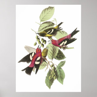 Audubon Crossbill Poster