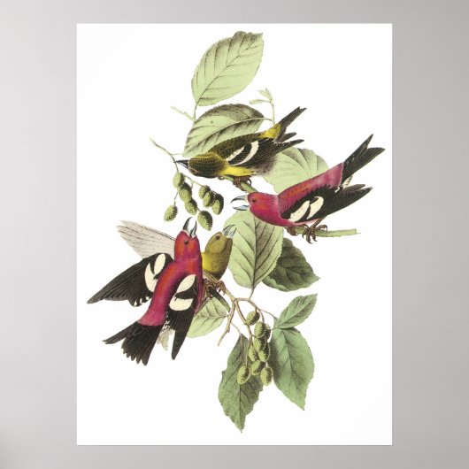 Audubon Crossbill Poster (Vorne)