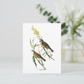 Audubon Dickcissel Postkarte (Stehend Vorderseite)