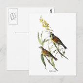 Audubon Dickcissel Postkarte (Vorne/Hinten)