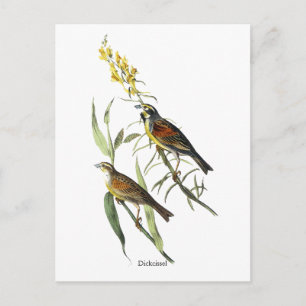 Audubon Dickcissel Postkarte