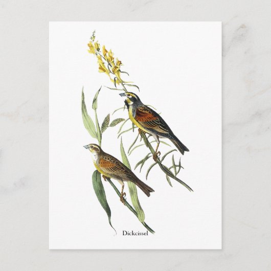 Audubon Dickcissel Postkarte (Vorderseite)
