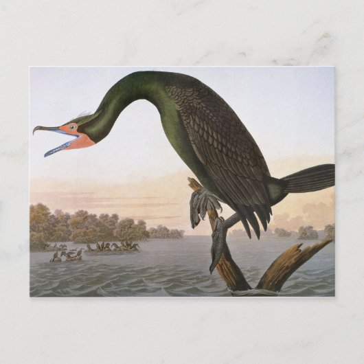 Audubon: Doppelkreuz Postkarte (Vorderseite)