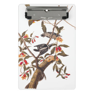 Audubon Downy Woodpecker Couple mit Blume Mini Klemmbrett