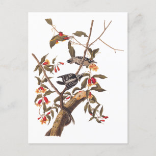 Audubon Downy Woodpecker Couple mit Blume Postkarte