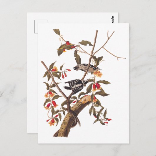 Audubon Downy Woodpecker Couple mit Blume Postkarte (Vorne/Hinten)