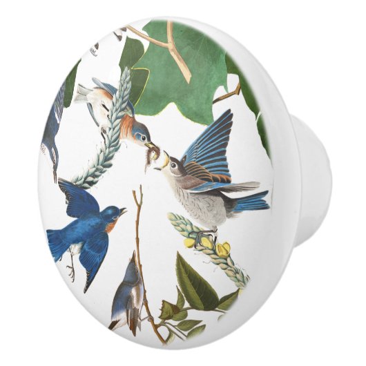 Audubon Drossel-Vogel-Tier-Tier-Griff Keramikknauf (Rechts)