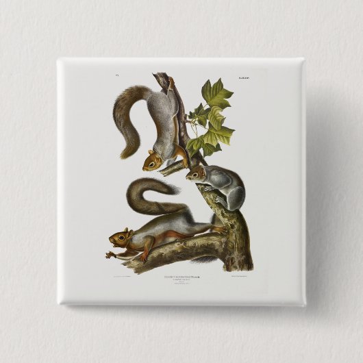 Audubon (Eastern Gray Eichhörnchen) Button (Vorderseite)