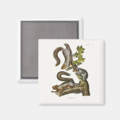 Audubon (Eastern Gray Eichhörnchen) Magnet (Vorderseite/Rückseite)