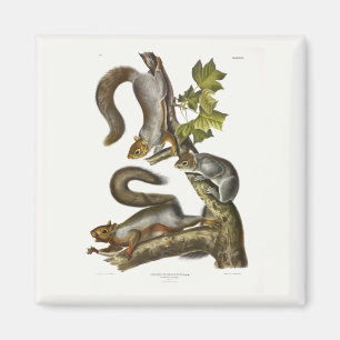 Audubon (Eastern Gray Eichhörnchen) Magnet