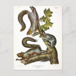 Audubon (Eastern Gray Eichhörnchen) Postkarte