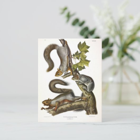 Audubon (Eastern Gray Eichhörnchen) Postkarte (Stehend Vorderseite)