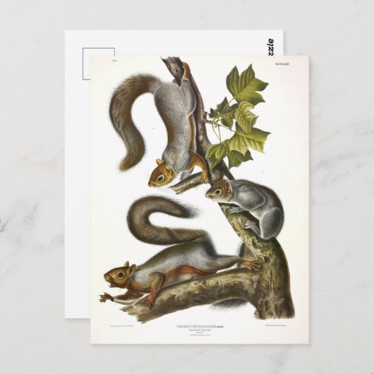 Audubon (Eastern Gray Eichhörnchen) Postkarte (Vorne/Hinten)