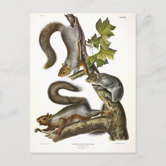 Audubon (Eastern Gray Eichhörnchen) Postkarte (Vorderseite)