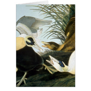 Audubon: Eider Duck