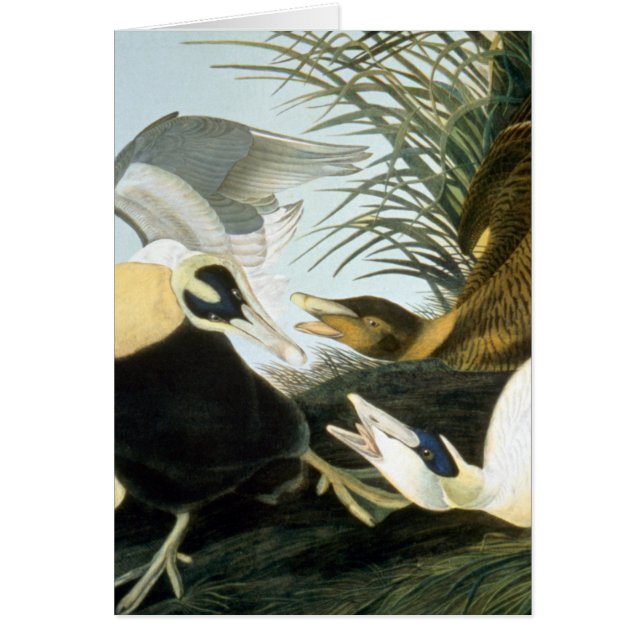 Audubon: Eider Duck (Vorne)