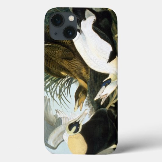 Audubon: Eider Duck Case-Mate iPhone Hülle (Rückseite)