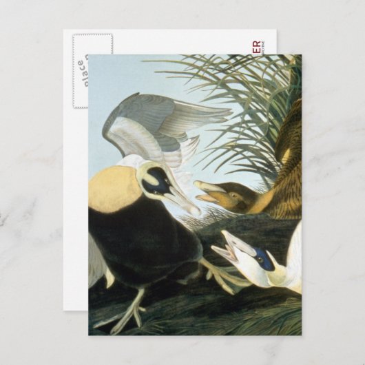 Audubon: Eider Duck Postkarte (Vorne/Hinten)