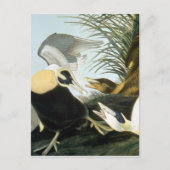 Audubon: Eider Duck Postkarte (Vorderseite)