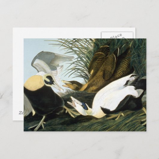 Audubon: Eider Duck Postkarte (Vorne/Hinten)