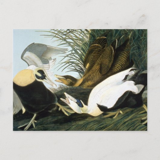 Audubon: Eider Duck Postkarte (Vorderseite)