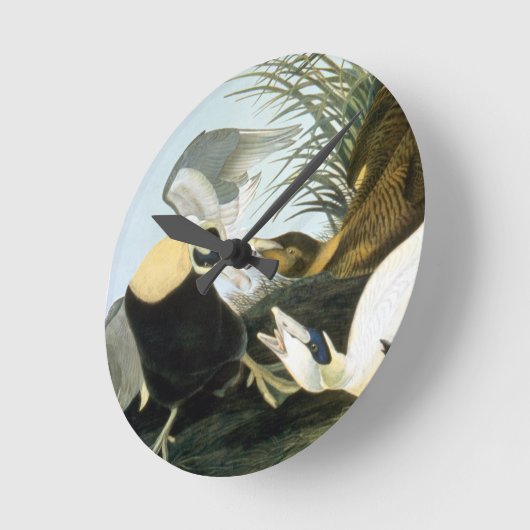 Audubon: Eider Duck Runde Wanduhr (Winkel)