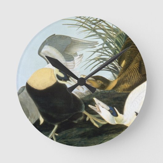 Audubon: Eider Duck Runde Wanduhr (Vorderseite)