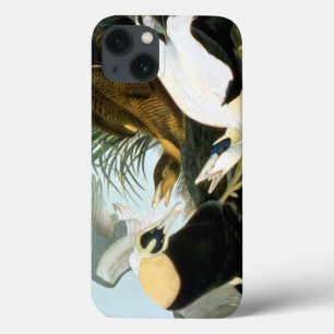 Audubon: Eiderenten-Ente Case-Mate iPhone Hülle