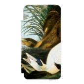 Audubon: Eiderenten-Ente Incipio iPhone Geldbeutel-Hülle (Folio Vorderseite)