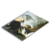 Audubon: Eiderenten-Ente Notizblock (Linke Seite)