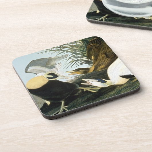 Audubon: Eiderenten-Ente Untersetzer (Linke Seite)