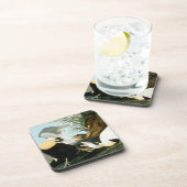 Audubon: Eiderenten-Ente Untersetzer (Rechte Seite)