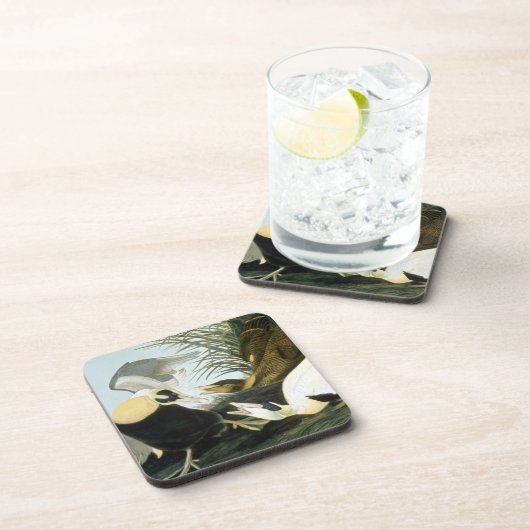 Audubon: Eiderenten-Ente Untersetzer (Rechte Seite)