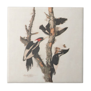 Audubon Elfenbeinspecht Fliese