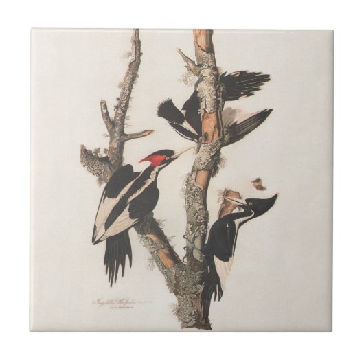 Audubon Elfenbeinspecht Fliese (Vorderseite)