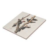 Audubon Elfenbeinspecht Fliese (Seite)