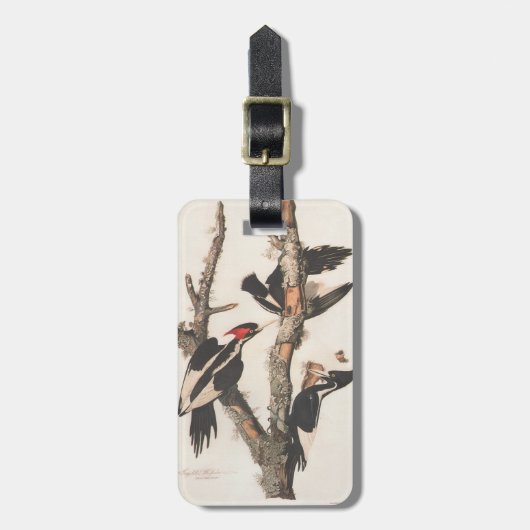 Audubon Elfenbeinspecht Gepäckanhänger (Vorderseite vertikal)