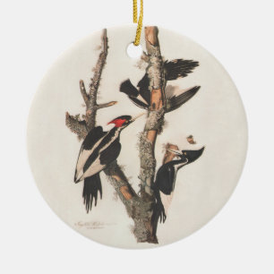 Audubon Elfenbeinspecht Keramik Ornament