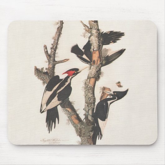 Audubon Elfenbeinspecht Mousepad (Vorne)