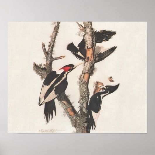 Audubon Elfenbeinspecht Poster (Vorne)