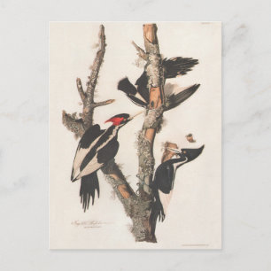 Audubon Elfenbeinspecht Postkarte