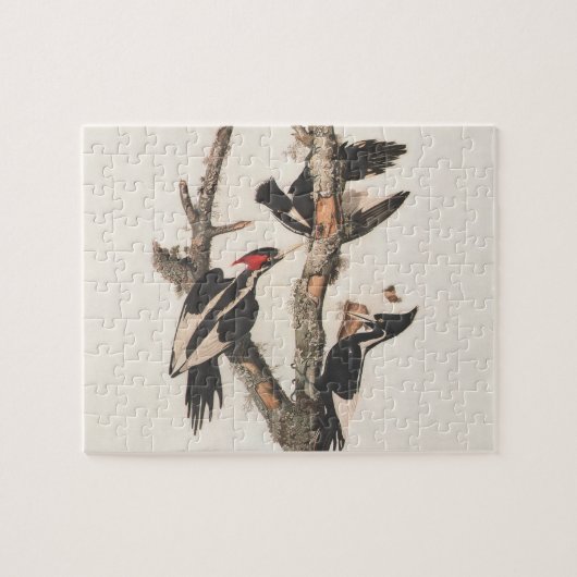 Audubon Elfenbeinspecht Puzzle (Horizontal)
