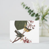 Audubon Extra Warbler Postkarte (Stehend Vorderseite)