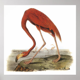 Audubon Flamingo-Plakat Poster