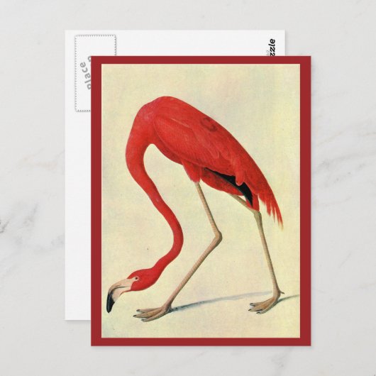Audubon Flamingo Postcard Postkarte (Vorne/Hinten)
