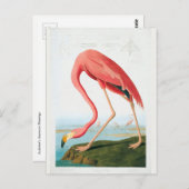 Audubon Flamingo Postkarte (Vorne/Hinten)