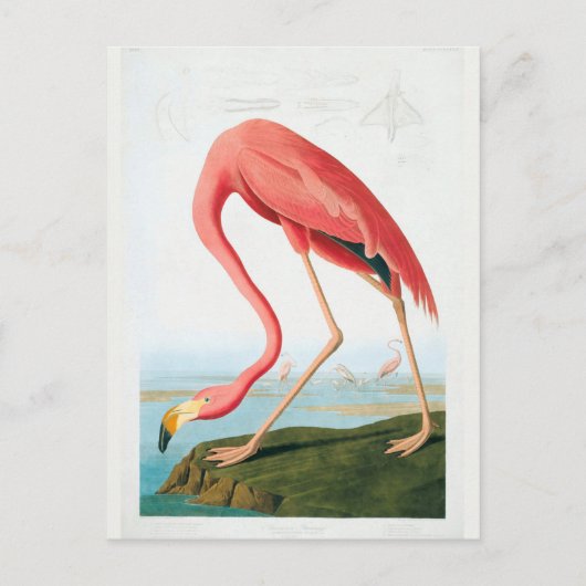 Audubon Flamingo Postkarte (Vorderseite)