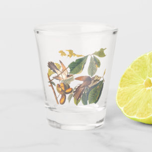 Audubon-Gelb-Kuckucksumpfe in Obstbaum Schnapsglas
